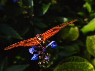 Beautiful butterfly dryas iulia on a flower