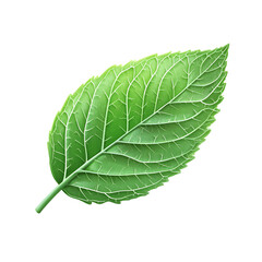 Obraz premium Detailed Green Leaf with Veins Isolated on Transparent Background