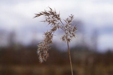 сухой тростник крупный план на фоне неба осени
