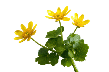 Vibrant Yellow Lesser Celandine Flowers in Bloom Spring Botany Photography