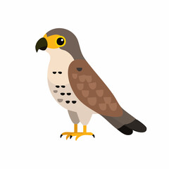 Cute Falcon Vector Illustration in Minimal Flat Style – Simple Bird of Prey Cartoon Design