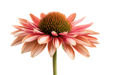 Stunning Peach Coneflower Close-Up Botanical Photography