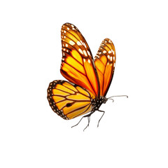 Butterfly isolated on white or transparent background