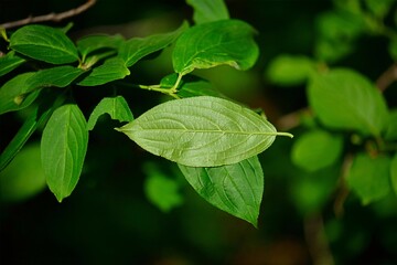 Detailed close-up of Rhamnus (buckthorn) leaves and stems, a traditional Korean medicinal plant with botanical value.