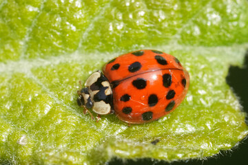 Closeup on a colorful Asian ladybird,  Harmonia axyridis succinea on a green leaf