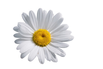 Close-up of a White Daisy Flower with Yellow Center Isolated on White Background