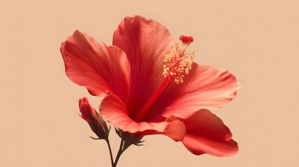 Red and white lily flower blooming beautifully on a black background