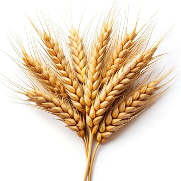 Golden wheat stalks bunch isolated on white background, grain harvest and agriculture concept image