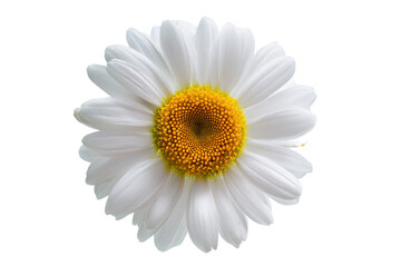 Fototapeta premium Close-up of a Delicate White Daisy Flower with Yellow Center on White Background