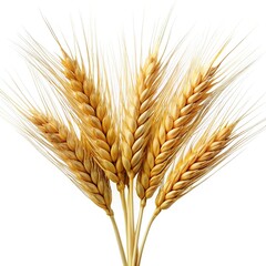 Fototapeta premium Golden wheat stalks on white background: agriculture, harvest, grain, and cereal stock photos