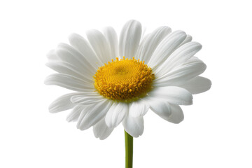 Close-up of a Single White Daisy Flower with Yellow Center on White Background