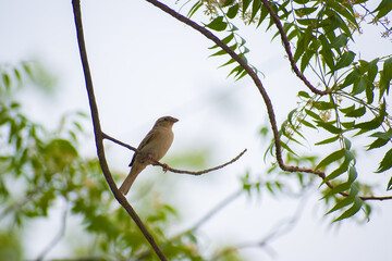 sparrow perched gracefully on a tree branch, capturing the essence of everyday nature. This serene...