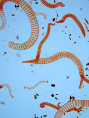 photo of human parasite worms under the microscope