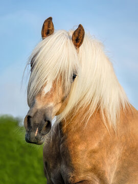 An alert Haflinger horse mare with a long flaxen mane and forelock, the ears are pricked forward, a frontal head portrait with a white snip and blaze marking, Germany 