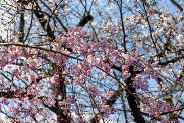 Fototapeta premium 桜の木の背景