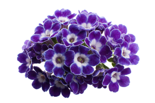 Vibrant Purple and White Flowers Close-up Photography of a Cluster of Blooms