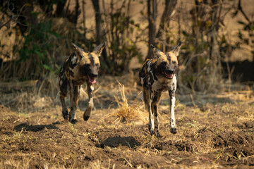 African wild dogs cross clearing towards camera