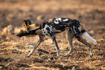 African wild dog walking across uneven ground