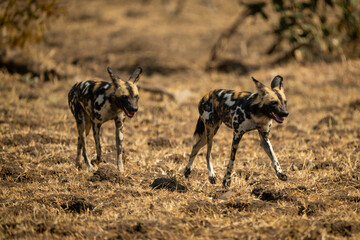 African wild dogs cross plain towards camera