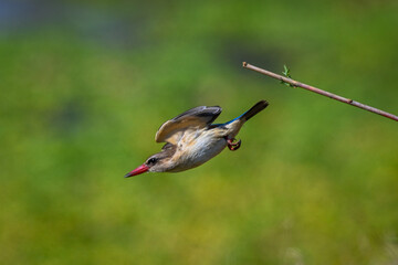 Brown-hooded kingfisher dives away from thin branch