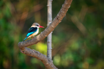Brown-hooded kingfisher in profile on curving branch