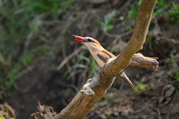 Brown-hooded kingfisher on dead tree holding prey