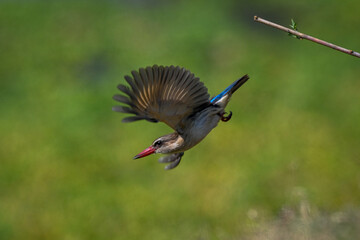 Brown-hooded kingfisher dives away from slim branch