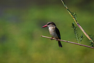 Brown-hooded kingfisher on leafy branch with catchlight