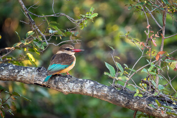 Brown-hooded kingfisher watches camera from leafy tree
