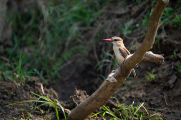 Brown-hooded kingfisher on dead tree in profile