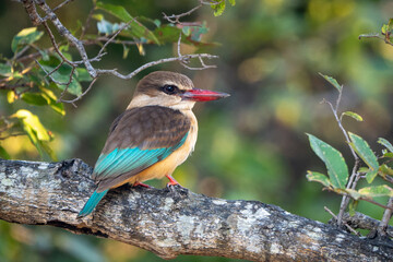 Brown-hooded kingfisher watches camera on leafy branch
