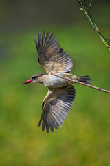 Brown-hooded kingfisher takes off from thin branch