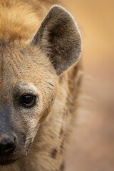 Close-up of half face of spotted hyena