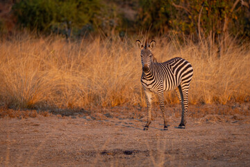 Crawshay zebra stands watching camera in clearing