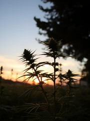 Hemp plant dances in a breeze near other plants during sunset.