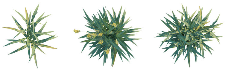 Sorghum bicolor tree plan top view png 4k cutout transparent isolate