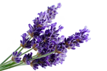 Stunning Close-Up of Vibrant Purple Lavender Flowers Isolated on White Background