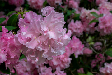 Rhododendron Flower 'Pink Beauty' Variety in Spring