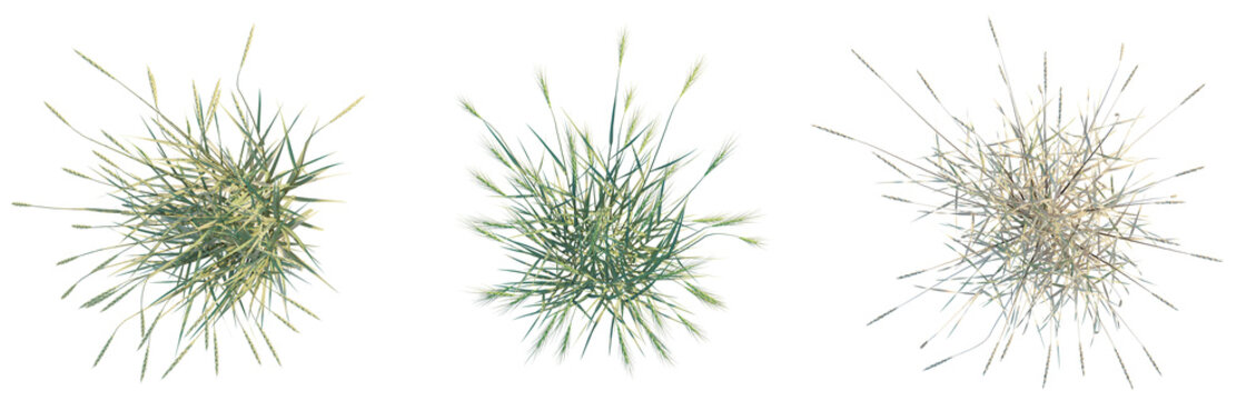 Triticum spelta tree plan top view png 4k cutout transparent isolate