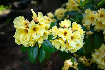 Rhododendron Flower 'Wow' Variety in Spring