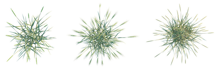 Triticum spelta tree plan top view png 4k cutout transparent isolate