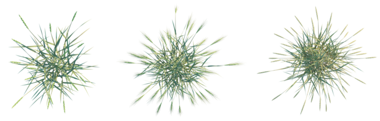 Triticum spelta tree plan top view png 4k cutout transparent isolate