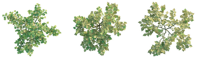 Solanum tuberosum  tree plan top view png 4k cutout transparent isolate