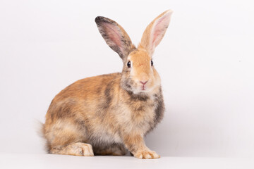 Adorable Pet Rabbit, Cute Fluffy, White Mammal with Large Ears on Background, Showcasing Its Small, Furry, Domestic Nature, Perfect for Easter Celebrations and Farm Enthusiasts