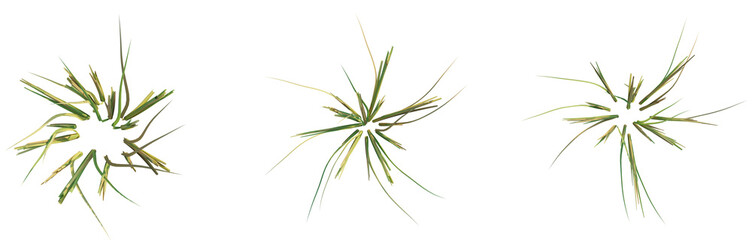 Fototapeta premium Oryza sativa tree plan top view png 4k cutout transparent isolate