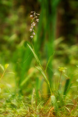Marsh Helleborine (Epipactis palustris) flowering Laconi Oristano. Nuoro. Sardinia Italy