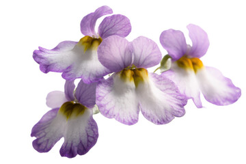 Delicate Purple and White Flowers Close-up Photography