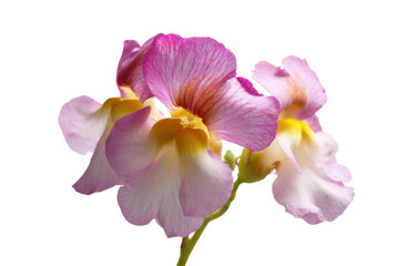 Obraz premium Elegant Pink and Yellow Flowers Close-Up Photography