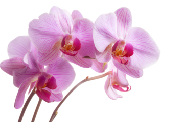 Elegant Pink Phalaenopsis Orchids A Close-Up View of Delicate Blooms