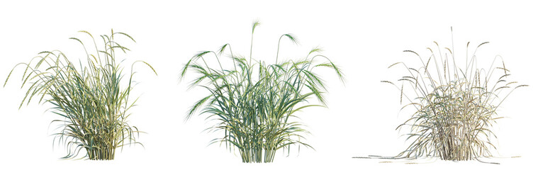 Triticum spelta tree png 4k cutout transparent isolate